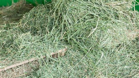 Horse Hay The Best Kind To Buy And How To Choose It