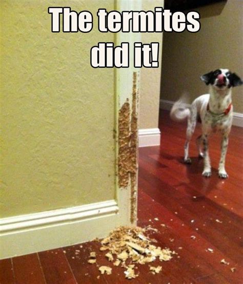 termite meme termites info