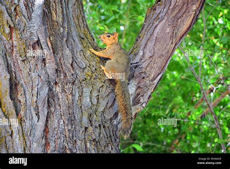 Fox Squirrel Sciurus Niger Along The Jordan River Trail In Salt Lake
