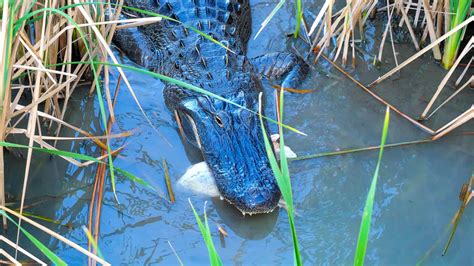 Do Alligators Eat Humans Reptile School