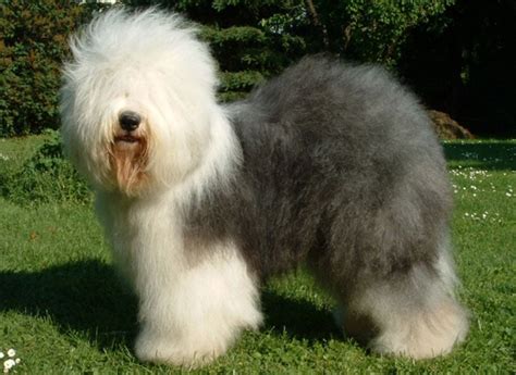 Old English Sheepdog Dog Breed Information Puppies And Breeders Dogs