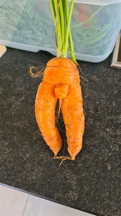 This Sexy Carrot Rmildlyinteresting