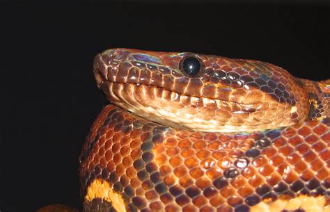 Brazilian Rainbow Boa Rescue By Pitbulllady On Deviantart