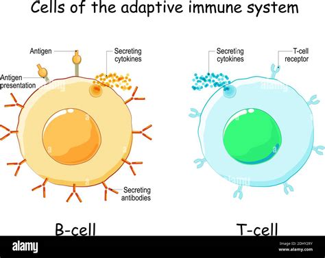 Cells Of Adaptive Immune System Immune Response B Lymphocyte And T