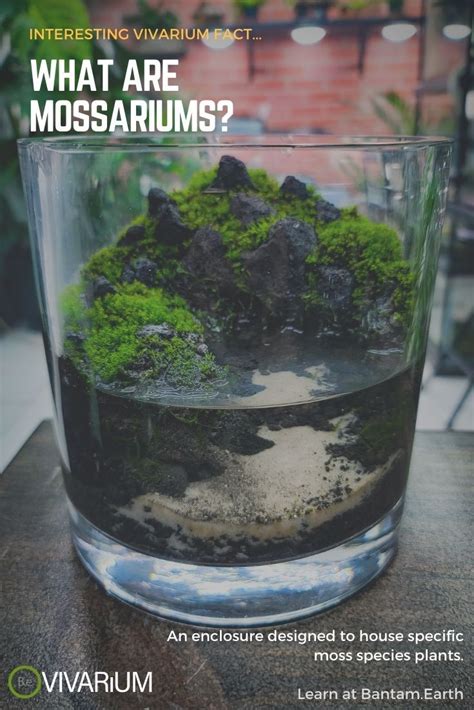 Mossarium 101 A Complete Guide To Making Your Own Moss Terrarium