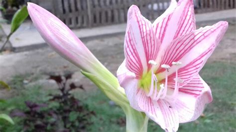 Maybe you would like to learn more about one of these? Menakjubkan 30+ Bunga Lili Api - Gambar Bunga Indah