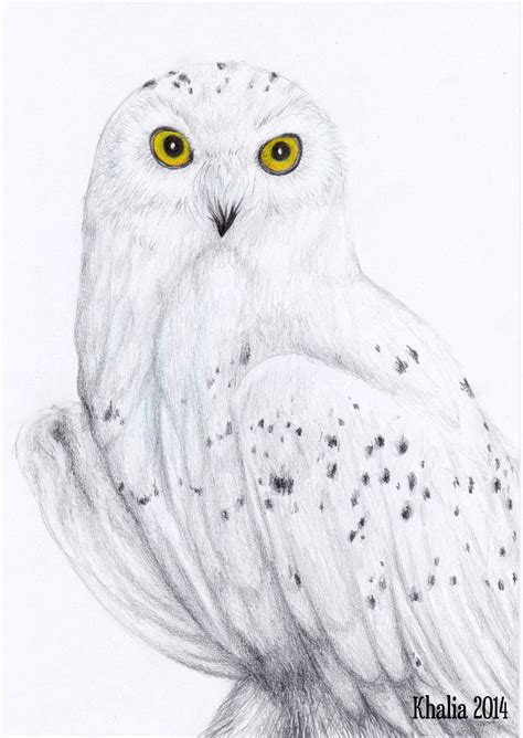 Snowy Owl Drawing Owls Drawing Owl Drawing Simple Owl Sketch