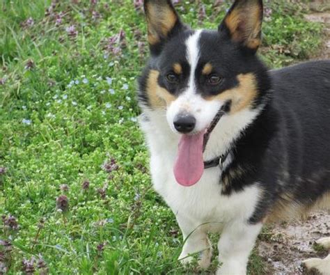 Corgis are not a common breed. Pembroke Welsh Corgi Puppy for Sale - Adoption, Rescue ...