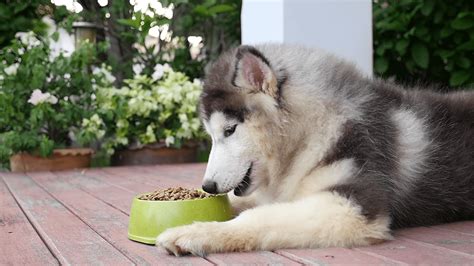 Dogs with kidney disease who refuse to eat are probably feeling nauseous. For Dogs With Kidney Disease, These Are The Best Low ...
