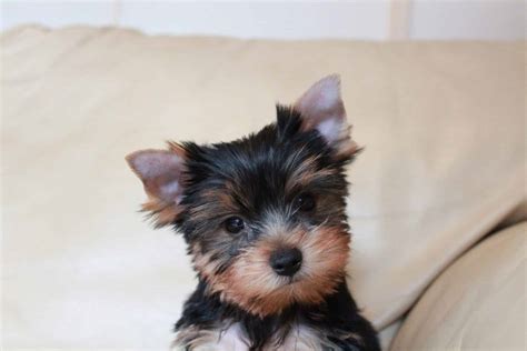 Yorkshire Terrier Puppies Everything You Need To Know The Dog People