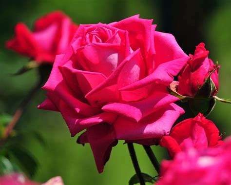 Gambar Bunga Mawar Yang Indah Dan Cantik