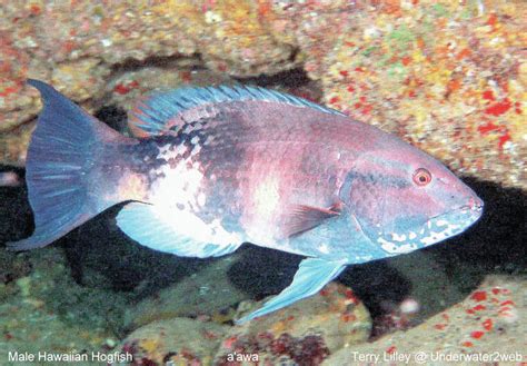 Critter Meet Aawa The Deep Water Male Hawaiian Hogfish The Garden