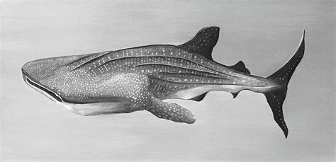 Whale Shark Painting By Robbie Murphree