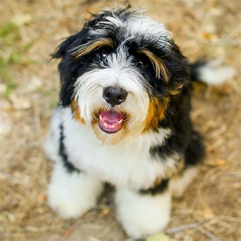 Bernedoodle Puppies For Sale California Bernedoodles For Sale A