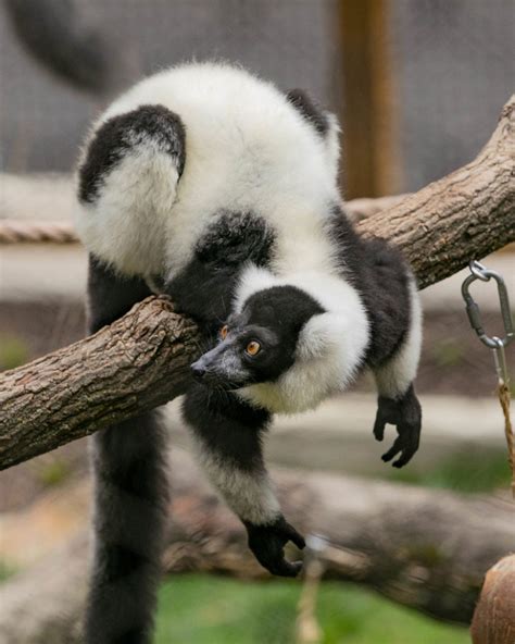 Black And White Ruffed Lemur Brandywine Zoo Go A Little Wild