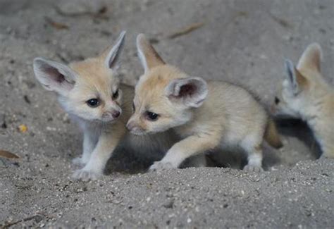 Adorable Male And Female Fennec Fox Exotic Animals For Sale Price