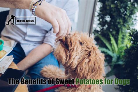 The Benefits Of Sweet Potatoes For Dogs All Pets Advisor