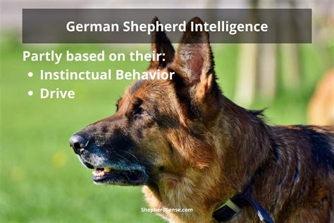 Why Are German Shepherds So Smart Secrets To Their Intelligence