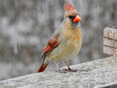 Female Cardinal In Rain Photo By Lindsey Brown Cardinals Red Birds