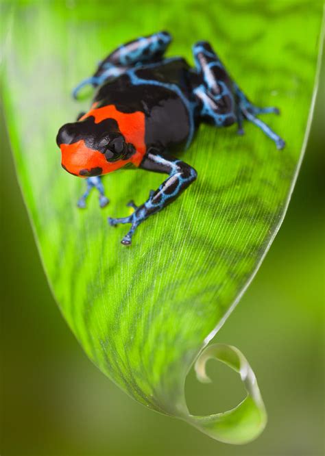 Red Poison Dart Frog Photograph By Dirk Ercken Fine Art America