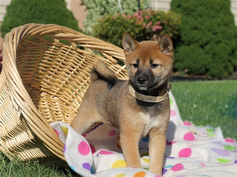 We got our shiba inu in 2004 from a reputable breeder in the san francisco bay area for $800. Image de Dessin Chien: Shiba Inu For Sale New England