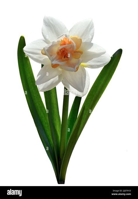 Single Elegant White With Orange Terry Narcissus Flower Close Up