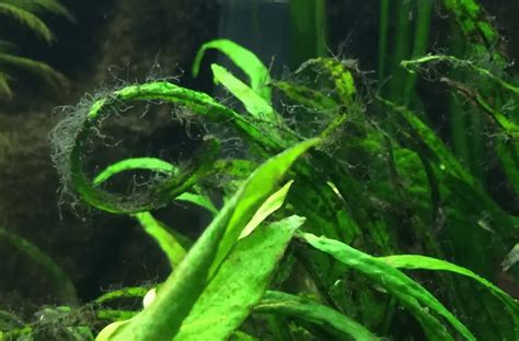 Eliminating Green Algae In The Aquarium 8 Simple Steps To Success