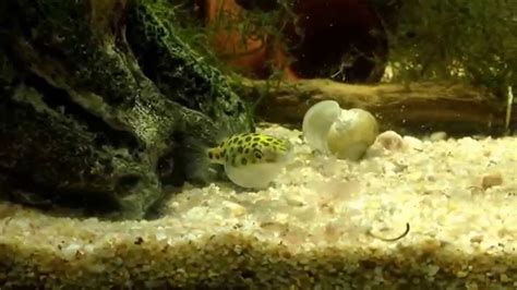 Green Spotted Puffers First Feeding Youtube