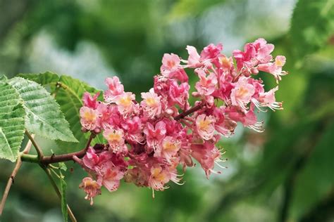 Red Horse Chestnut Tree Nuts During Spring The Clusters Of Pretty