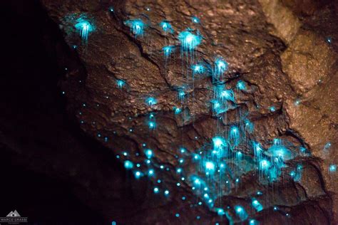 Glowworm Insects Called Glowworms Provide Otherworldly Bioluminescence