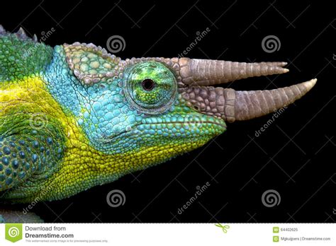 Jackson Kameleon Trioceros Jacksonii Obraz Stock Obraz Z O Onej Z Ostrzy Dominanta
