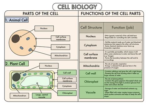 Colour Poster On Structure Of Animal And Plant Cells By Beckystoke