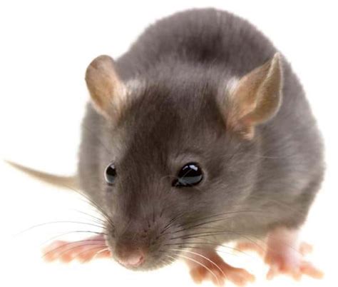 Why Rodent Management Is Necessary Dodson Pest Control
