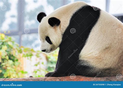 Giant Panda Stock Photo Image Of White Forest Life 24755098