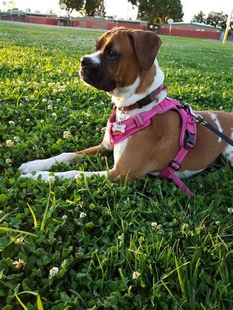 The prices of the california puppies differ according to different factors. Boxer Puppies For Sale | Pico Rivera, CA #313842 | Petzlover