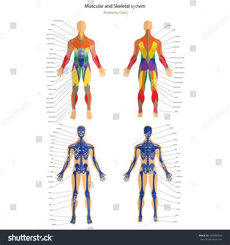 Anatomy Guide Male Skeleton And Muscular System With Explanations