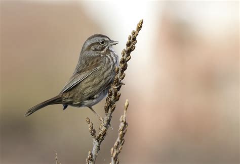 Some Song Sparrows Birding In Bc Community