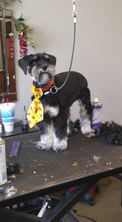 Prissy Pups Grooming And Day Spa Midland Tx
