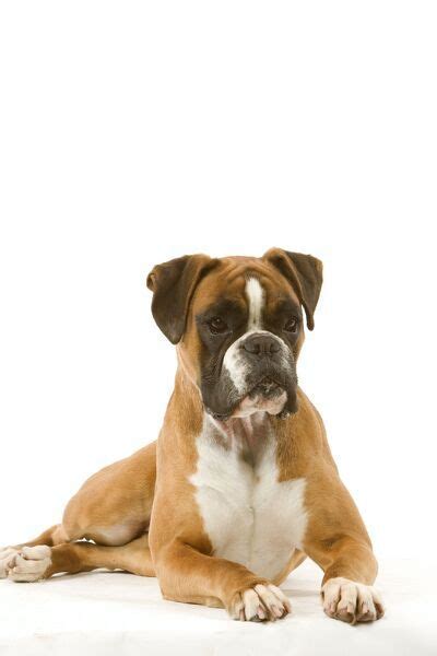 Dog Boxer Lying Down Photos Framed Prints Puzzles Posters Canvas