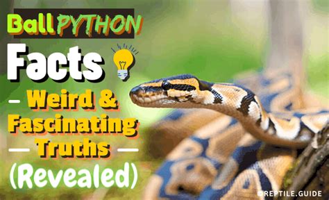 7 Interesting Facts About Python You Should Know Gambaran