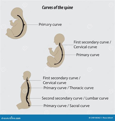 Curves Of The Spine Human Vertebral Column Anatomy Primary And