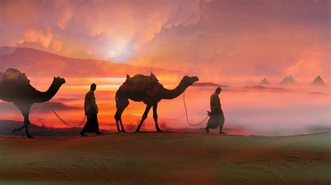 Camel Desert Sunset Wallpaper