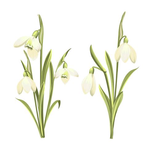 Snowdrop Flower Illustrations Royalty Free Vector Graphics And Clip Art