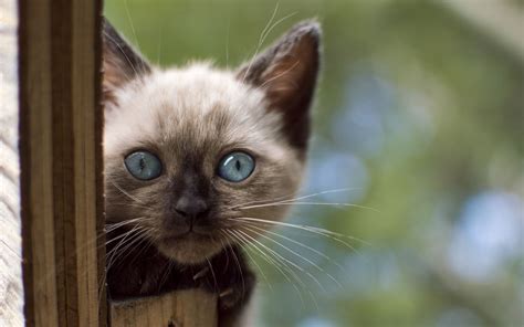 1920x1080 1920x1080 Siamese Cat Look Blue Eyes Face Cat