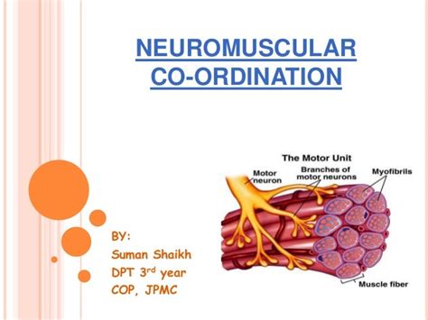 Neuromuscular Development The Process That Enables The Nervous System