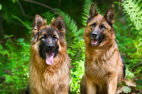 Do Male Or Female German Shepherds Make Better Pets