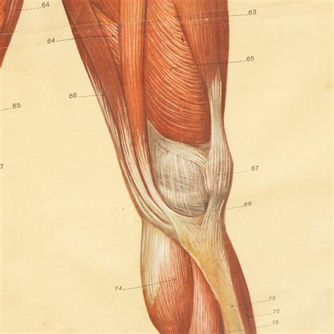 Pair Of Anatomical Human Muscular Structure Charts By Tanck And Wagelin