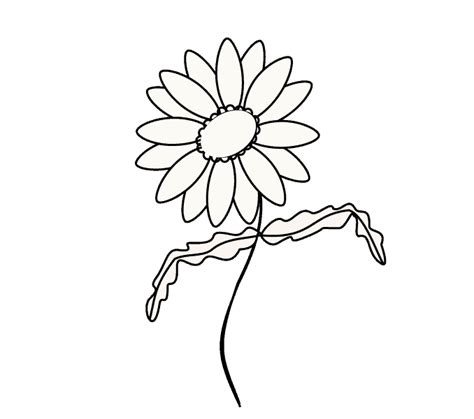 How To Draw A Daisy Easy Drawing Guides