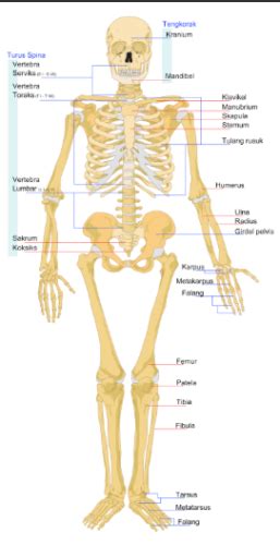 Bentuk Bentuk Tulang Pada Manusia