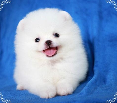 Tổng Hợp 100 ảnh Chó Phốc Sóc Cute Mới Nhất Wikipedia